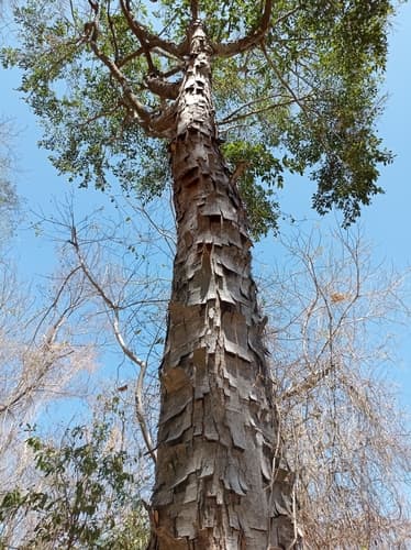 Ojoche leaves and fruit