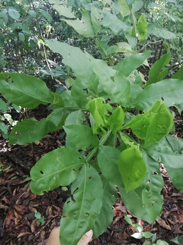 Melicoccus bijugatus