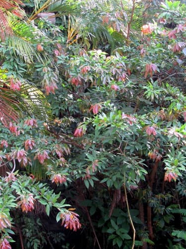 Zygia longifolia - Flowers