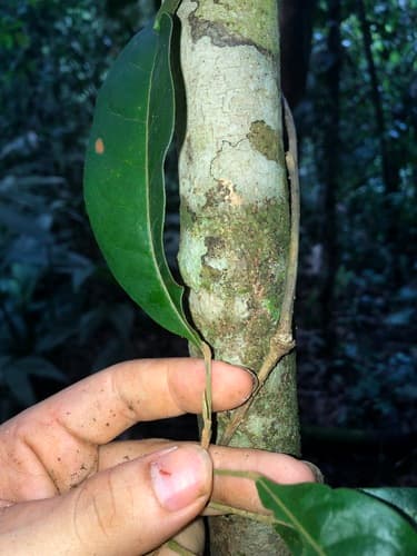 Hieronyma oblonga - Whole tree
