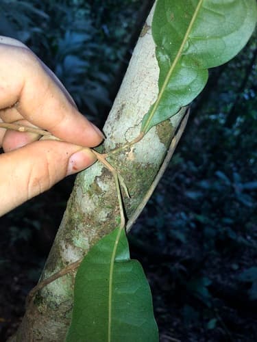 Hieronyma oblonga - Leaves