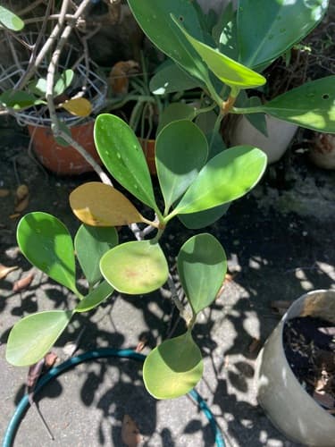 Clusia rosea - Leaves