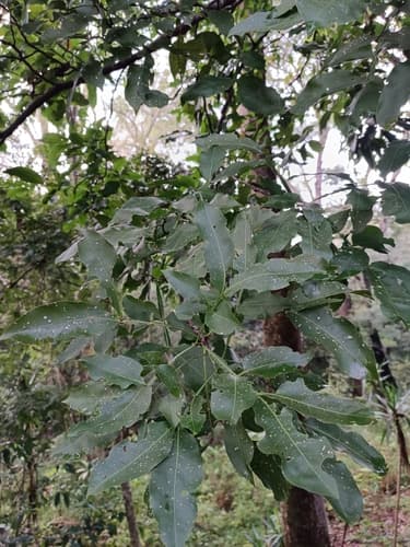 Melicoccus bijugatus