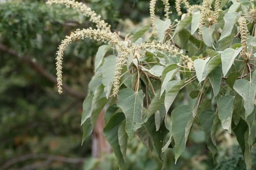 Croton draco - Whole tree