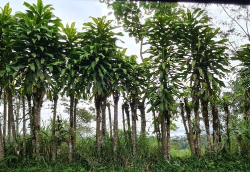 Dracaena fragrans - Leaves