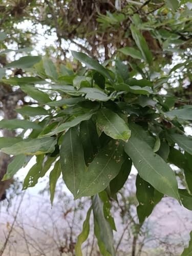 Sapindus saponaria - Leaves