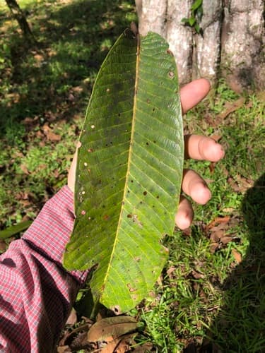 Virola koschnyi - Whole tree