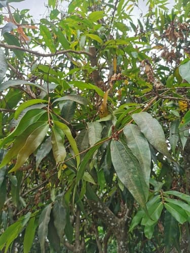 Syzygium jambos