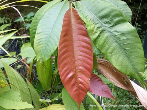 Brosimum utile - Habitat