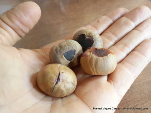 Brosimum utile - Leaves