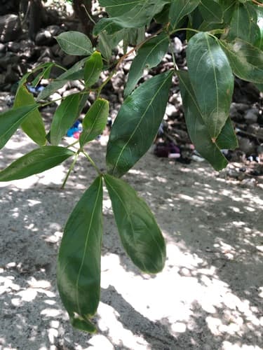 Zygia longifolia - Whole tree