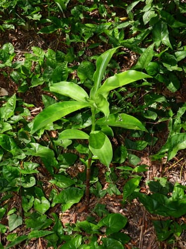 Costus spicatus - Whole tree