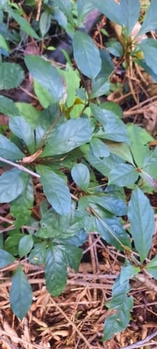 Terminalia amazonia - Whole tree