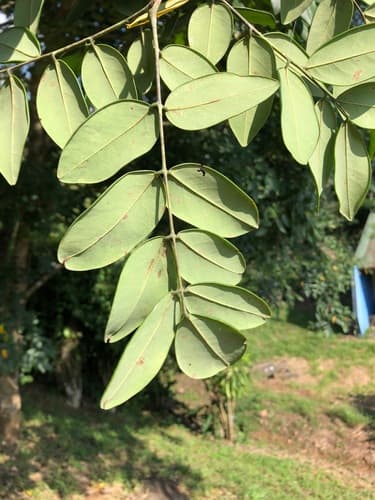 Dalbergia retusa - Leaves