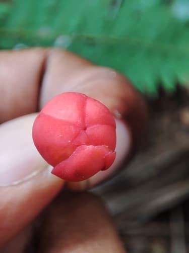 Symphonia globulifera - Habitat