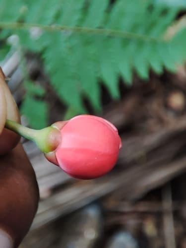 Symphonia globulifera - Leaves