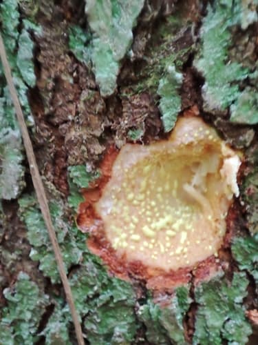 Symphonia globulifera - Whole tree