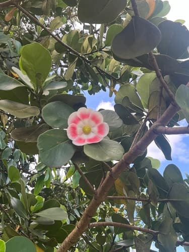 Clusia rosea - Whole tree