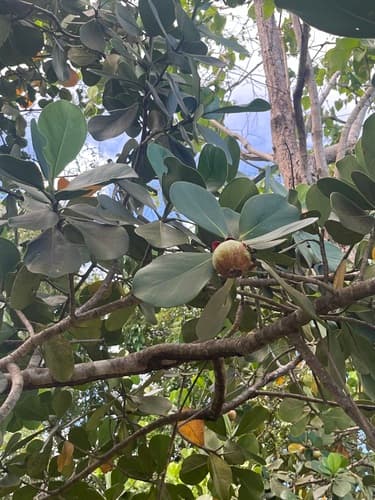 Clusia rosea - Whole tree