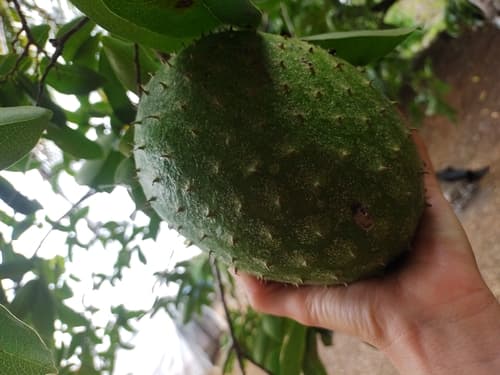 Annona muricata
