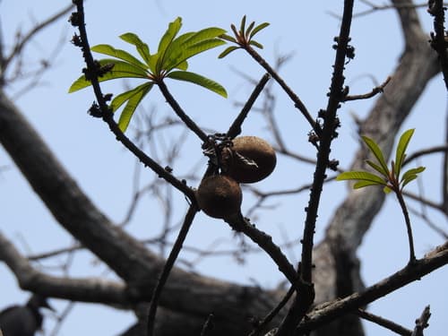 Pouteria sapota - Whole tree