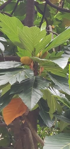 Artocarpus altilis - Whole tree