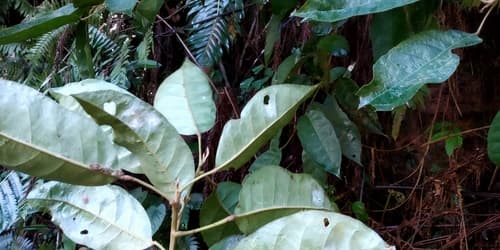 Hieronyma oblonga - Whole tree