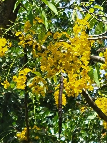 Caña Fístula seed pods