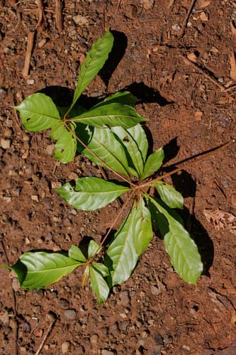 Terminalia amazonia - Leaves