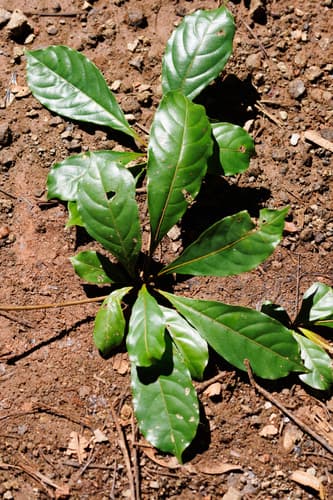 Terminalia amazonia - Habitat