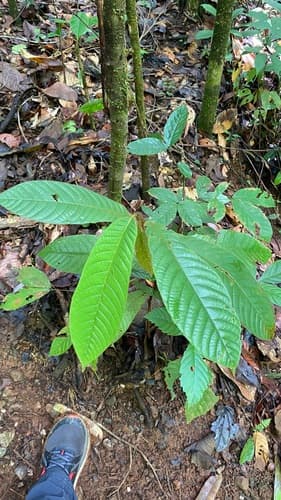 Virola koschnyi - Whole tree