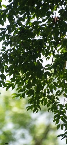 Peltogyne purpurea - Leaves