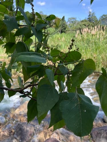 Croton draco - Leaves