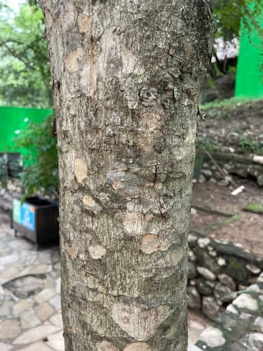 Ron Ron tree in dry forest