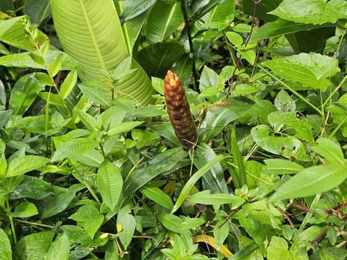 Costus spicatus - Leaves