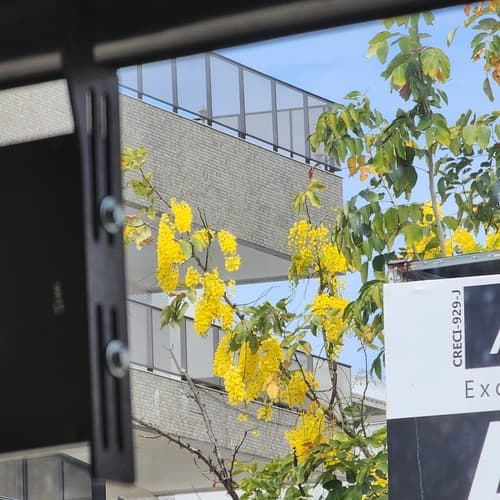 Caña Fístula in full bloom