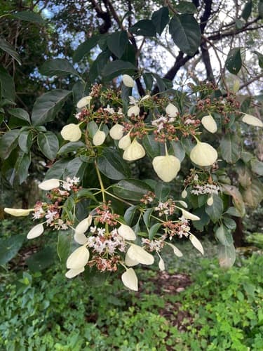 Calycophyllum candidissimum - Whole tree