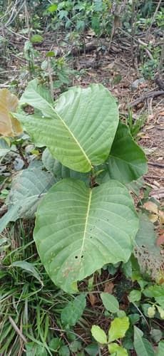 Coccoloba caracasana - Whole tree
