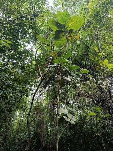 Coccoloba caracasana - Leaves