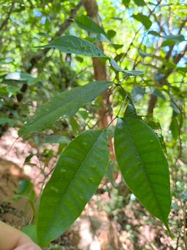 Towering Ojoche tree