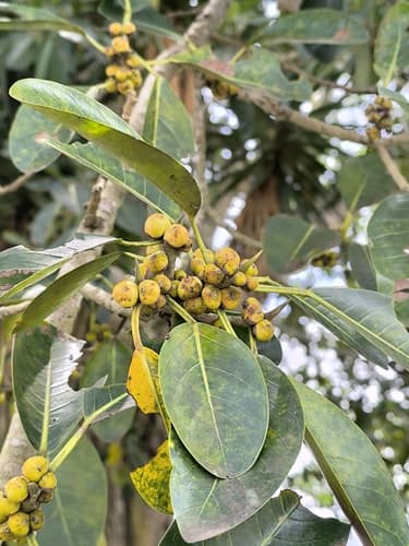 Ficus spp. - Whole tree