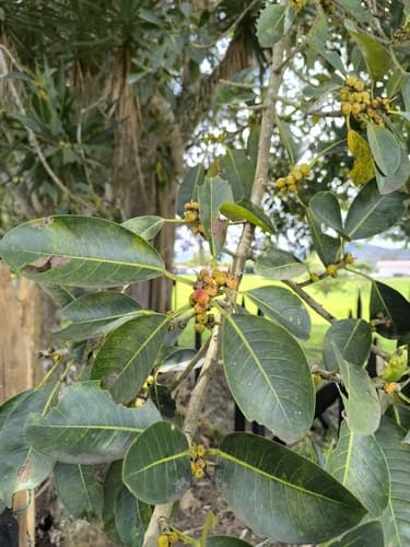 Ficus spp. - Leaves