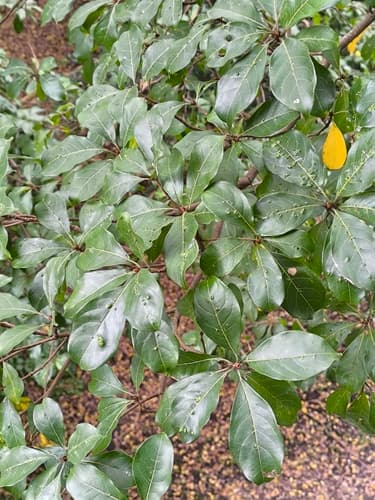 Terminalia oblonga - Leaves
