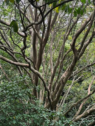 Terminalia oblonga - Whole tree