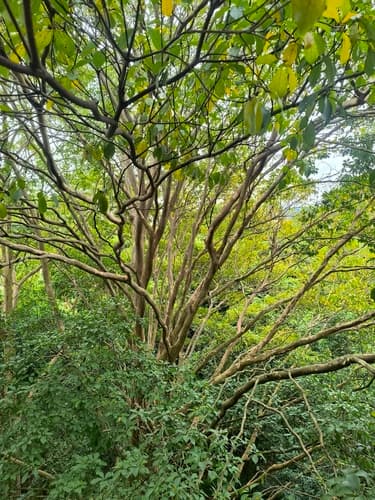 Terminalia oblonga - Bark