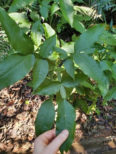 Melicoccus bijugatus