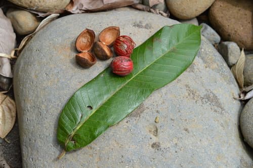 Virola koschnyi - Leaves