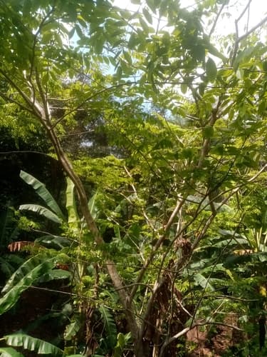 Dalbergia retusa - Whole tree