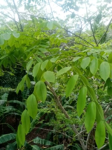 Dalbergia retusa - Whole tree