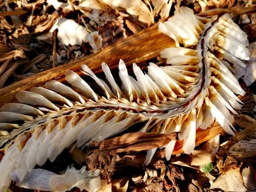 Árbol de Roble de Sabana en paisaje de potrero